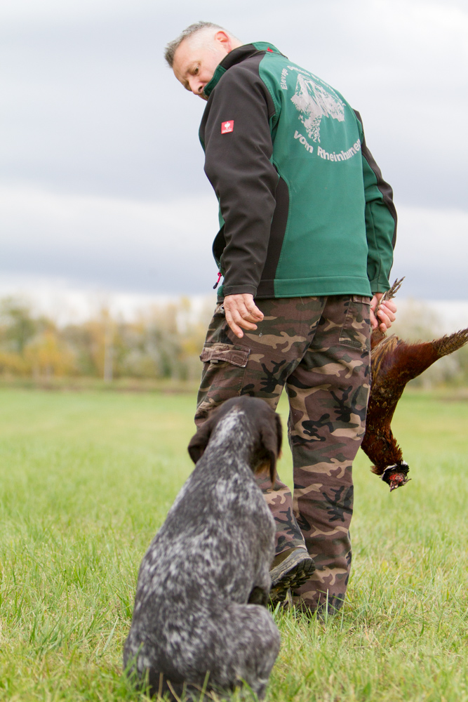 Jagdhundeausbildung